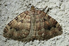 Triphosa dubitata