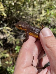 Taricha torosa