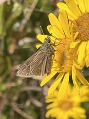 Atalopedes campestris