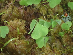Oxalis oregana