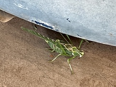 Insara elegans
