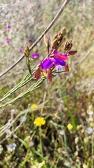 Polygala