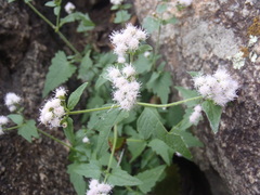 Fleischmannia sonorae
