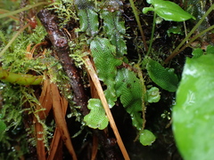 Conocephalum conicum