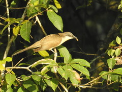 Coccyzus melacoryphus