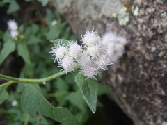 Fleischmannia sonorae