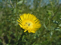 Grindelia squarrosa