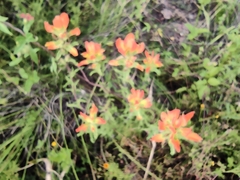 Castilleja glandulosa