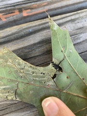 Stigmella quercipulchella