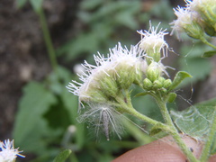 Fleischmannia sonorae