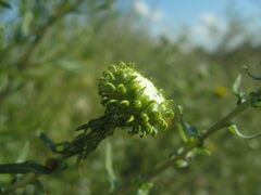 Grindelia squarrosa