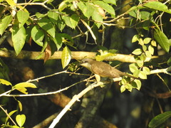 Coccyzus melacoryphus