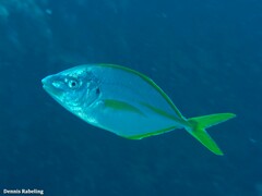 Pseudocaranx dentex