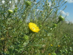 Grindelia squarrosa