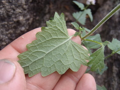 Fleischmannia sonorae