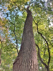 Fraxinus americana