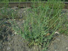 Glaucium corniculatum