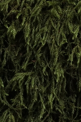 Thamnobryum
