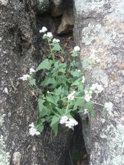 Fleischmannia sonorae