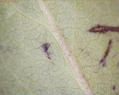 Symphyotrichum puniceum puniceum