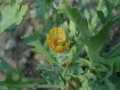 Glaucium corniculatum