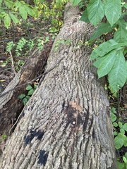 Fraxinus americana