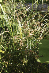 Cyperus longus longus