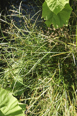 Cyperus longus longus