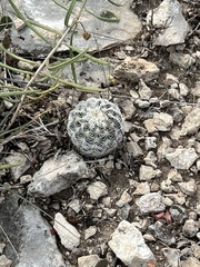 Echinocereus reichenbachii caespitosus