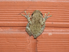 Trachycephalus typhonius