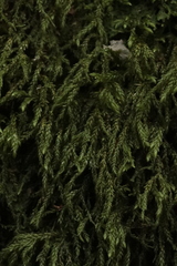 Thamnobryum