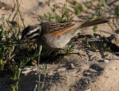 Emberiza capensis capensis