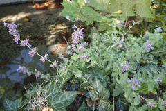 Nepeta × faassenii