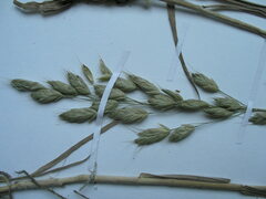 Bromus