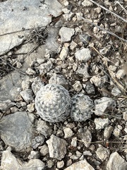 Echinocereus reichenbachii caespitosus