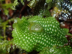 Conocephalum conicum