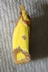 Agapeta zoegana