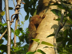 Cebuella niveiventris