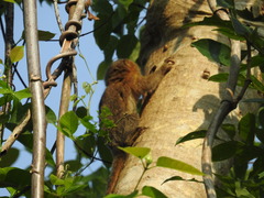 Cebuella niveiventris