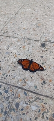 Danaus erippus