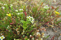 Sebaea minutiflora
