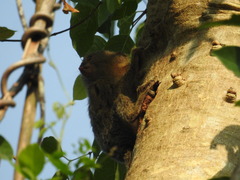 Cebuella niveiventris