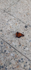 Danaus erippus