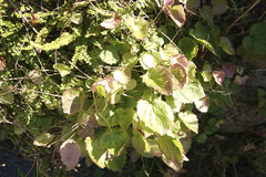 Campanula poscharskyana