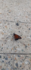 Danaus erippus
