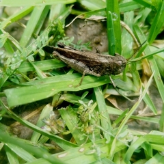 Arphia