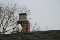 Bubo scandiacus