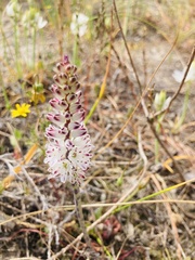 Lachenalia contaminata