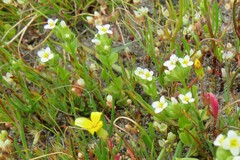 Sebaea minutiflora