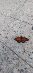 Danaus erippus